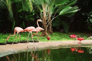 flamingo-mfl-graeme1
